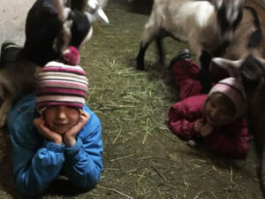 Kinder im Geissenstall